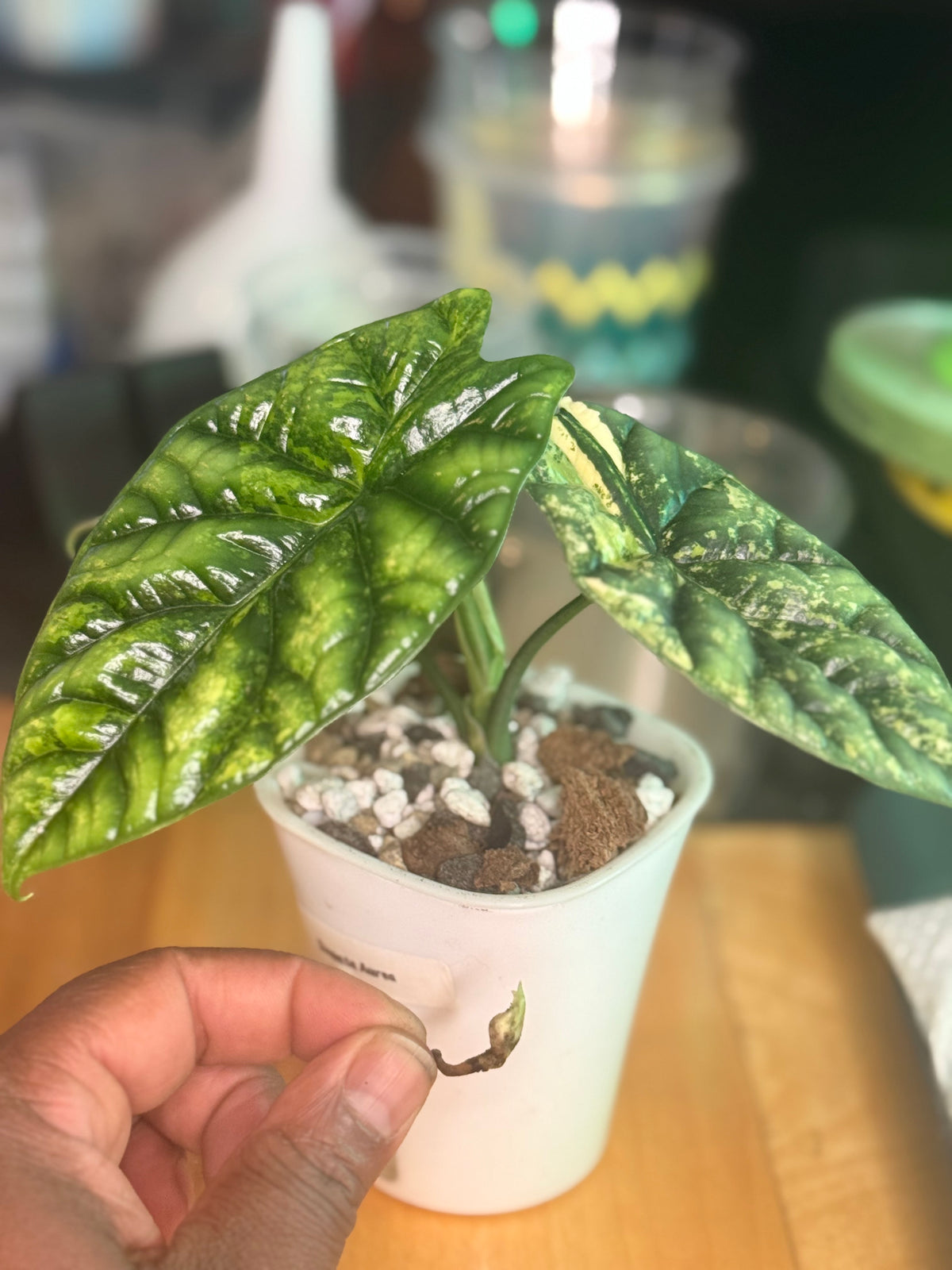 Sinuata Sprouting Corm