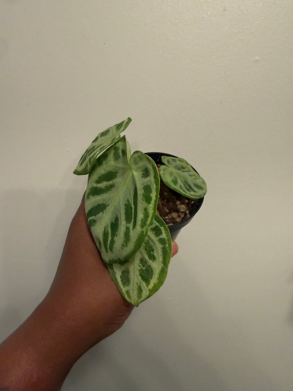 Anthurium Dorayaki