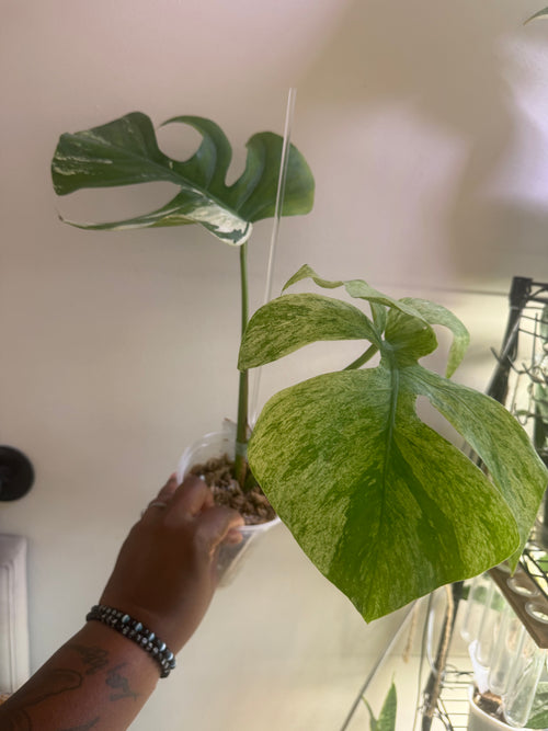 Monstera Jungle Mint
