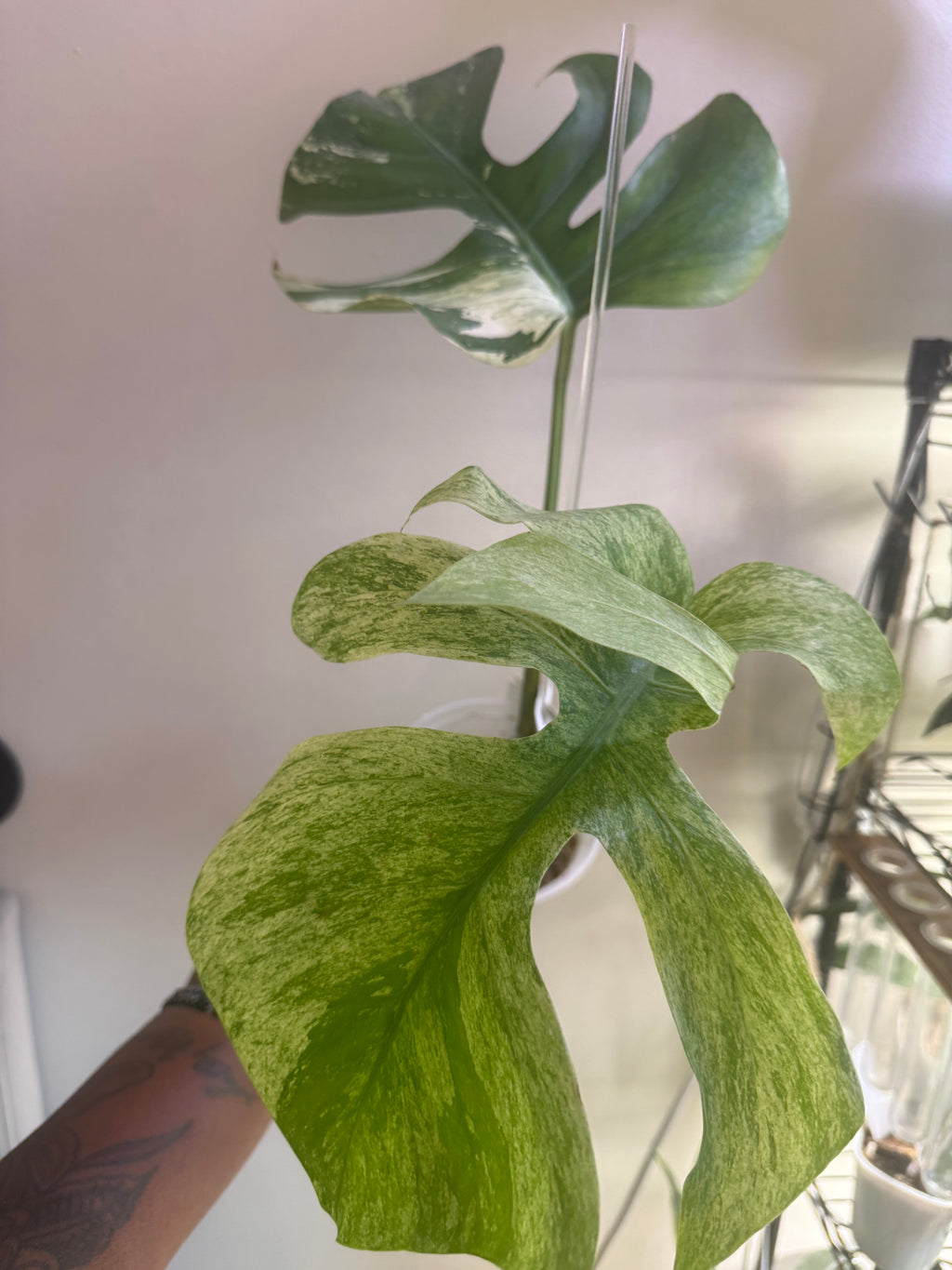 Monstera Jungle Mint