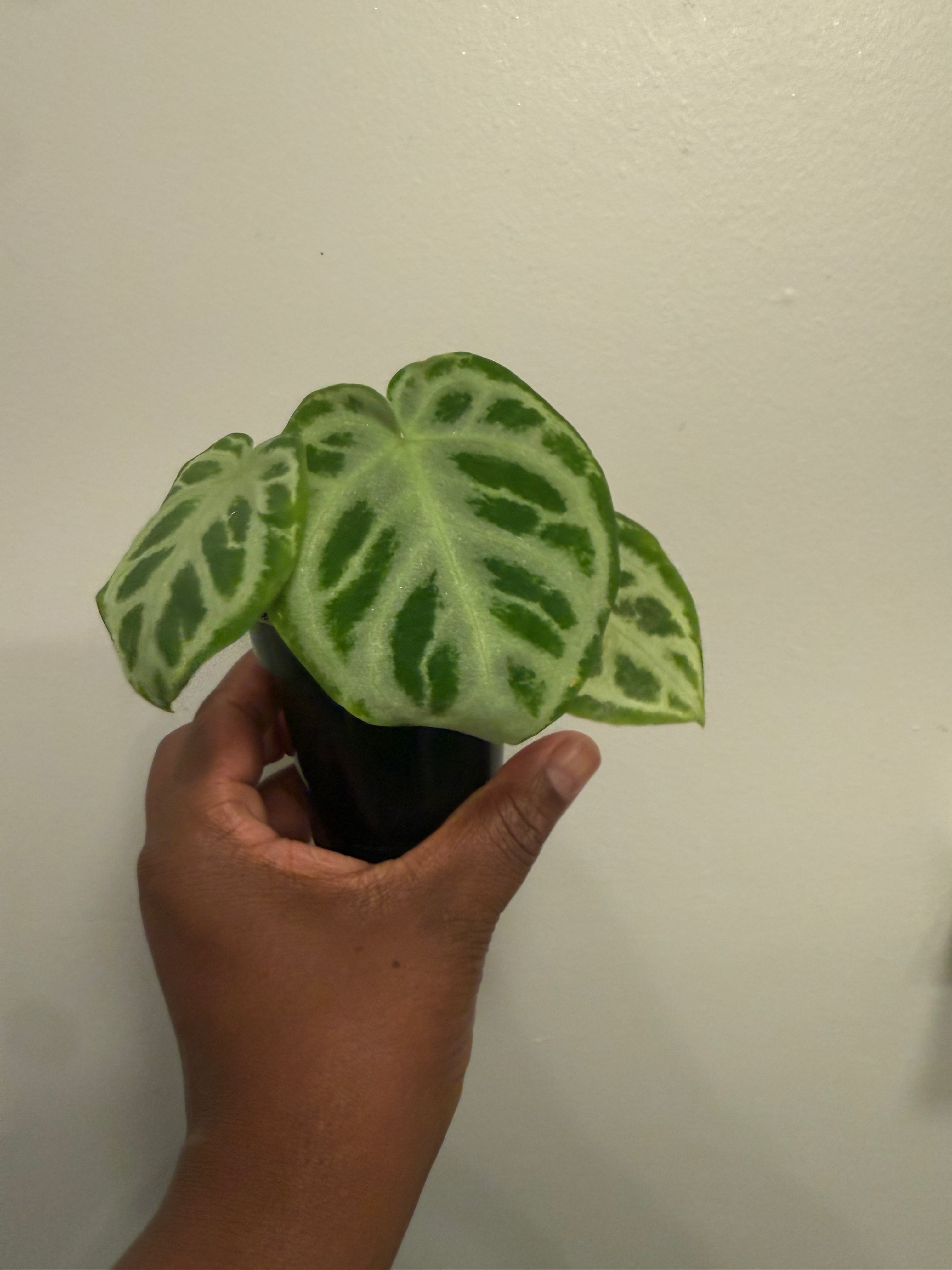 Anthurium Dorayaki