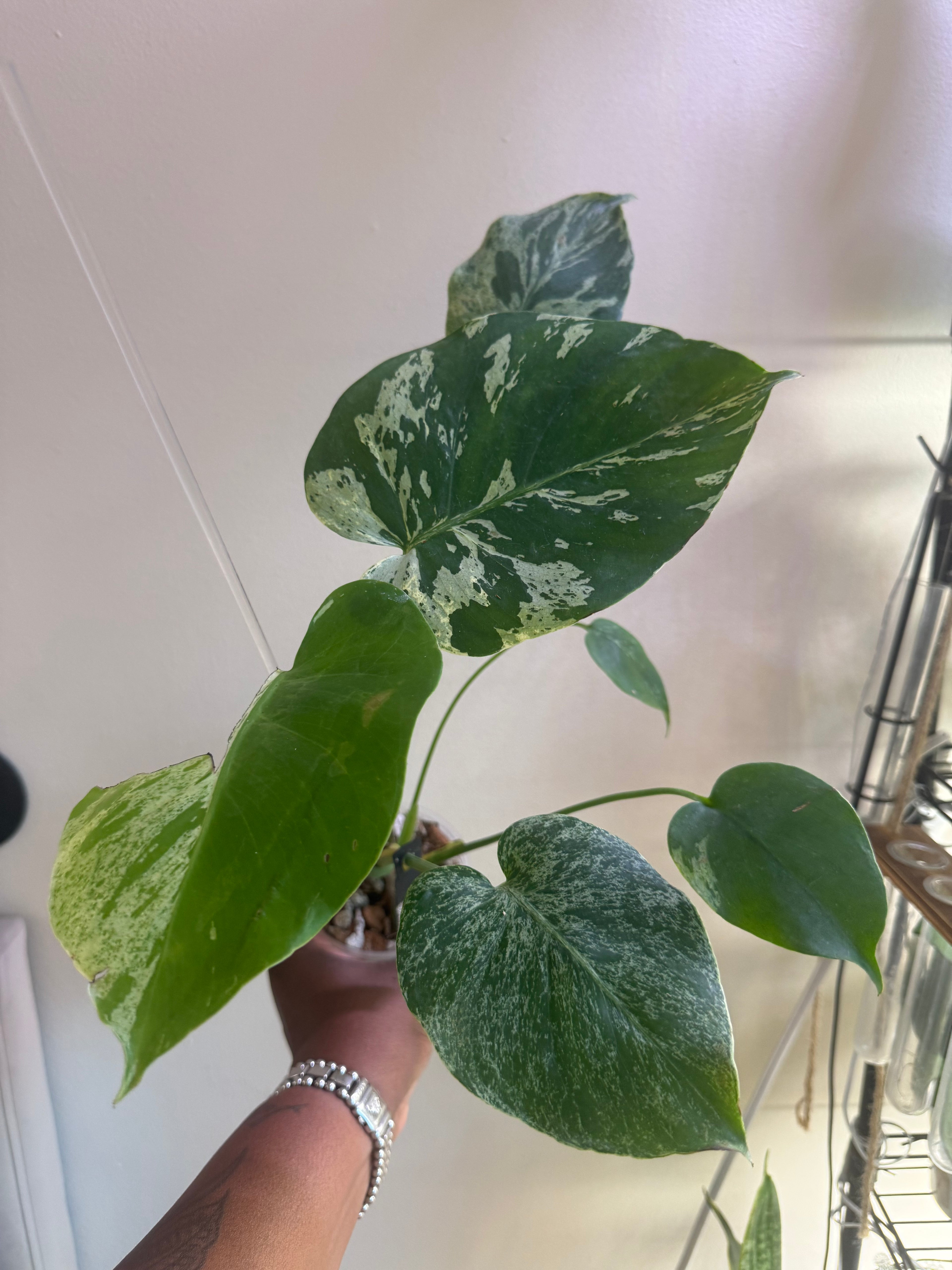 Monstera Bulbasaur