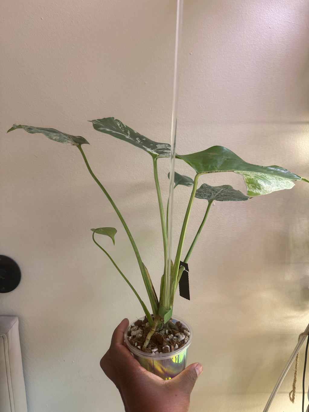 Monstera Bulbasaur