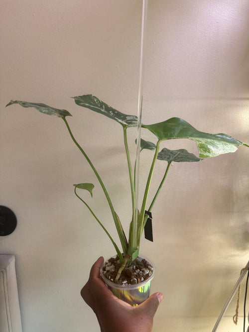 Monstera Bulbasaur
