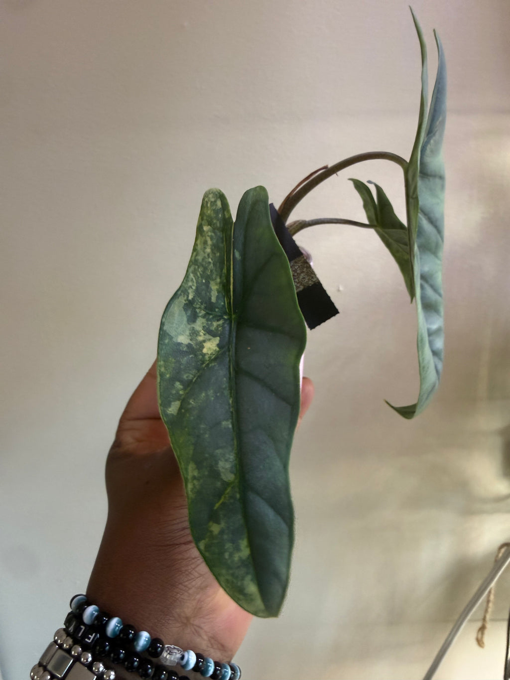 Metallic Blue Aurea Corming Mother Plant