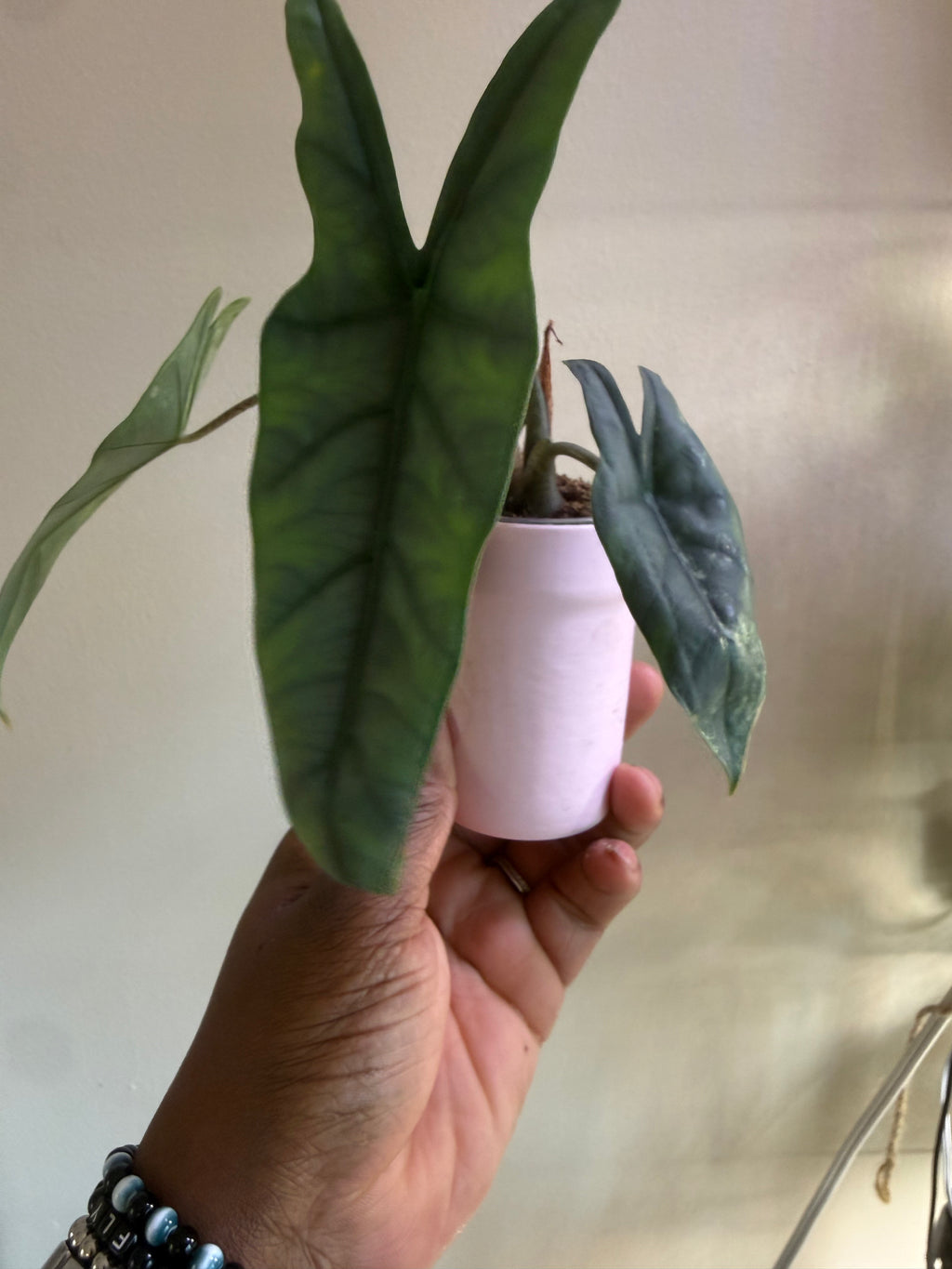 Metallic Blue Aurea Corming Mother Plant