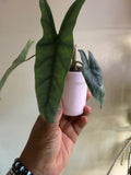 Metallic Blue Aurea Corming Mother Plant