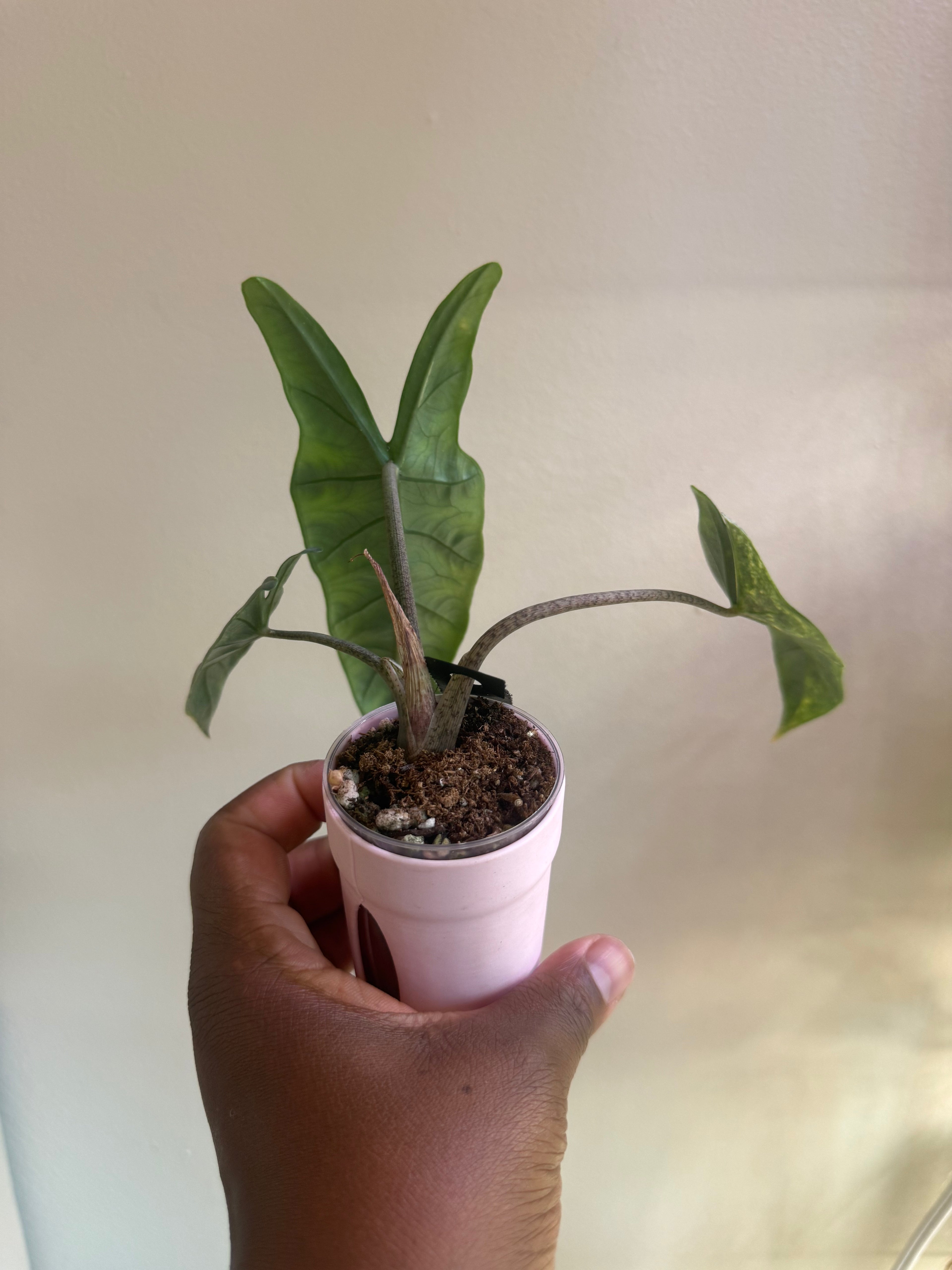Metallic Blue Aurea Corming Mother Plant